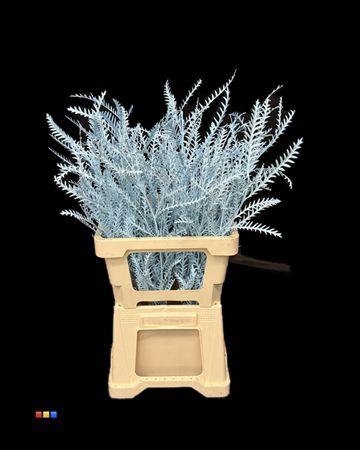 <h4>Grevillea Ivanhoe Ice Blue</h4>