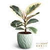 FICUS ELASTICA P12 TINEKE LEAF OCEAN
