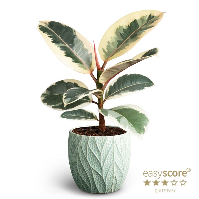 <h4>FICUS ELASTICA P12 TINEKE LEAF OCEAN</h4>