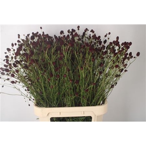 Sanguisorba Of Cayenn D Red