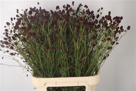 <h4>Sanguisorba Of Cayenn D Red</h4>