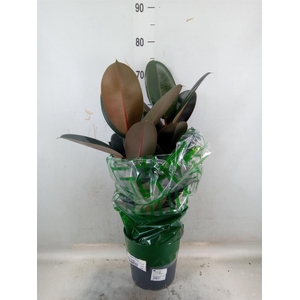 Ficus elastica 'Abidjan'