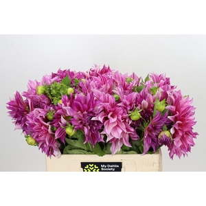 Dahlia Cafe Au Lait Royal