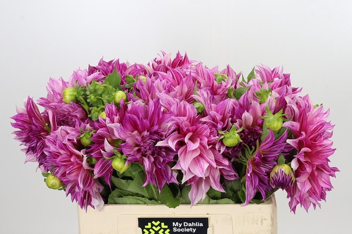 <h4>Dahlia Cafe Au Lait Royal</h4>