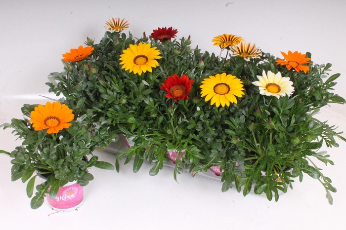 <h4>Gazania Rigens P12 - BigKiss - Mix</h4>