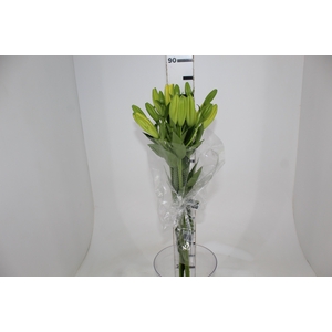 LIRIO NASHIVELLE 080 CM HA 2/3 FLS