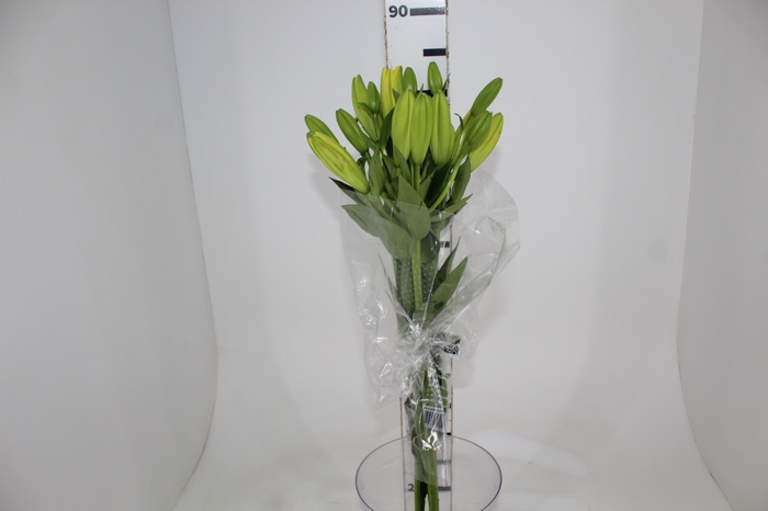 <h4>LIRIO NASHIVELLE 080 CM HA 2/3 FLS</h4>
