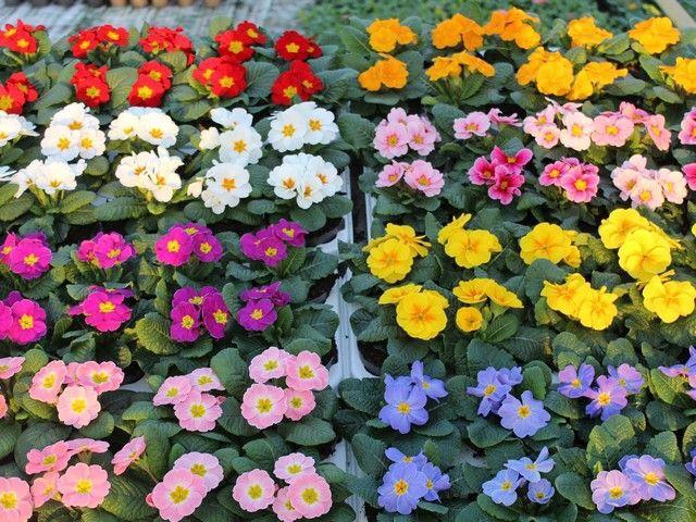 <h4>PRIM AC MIXK</h4>