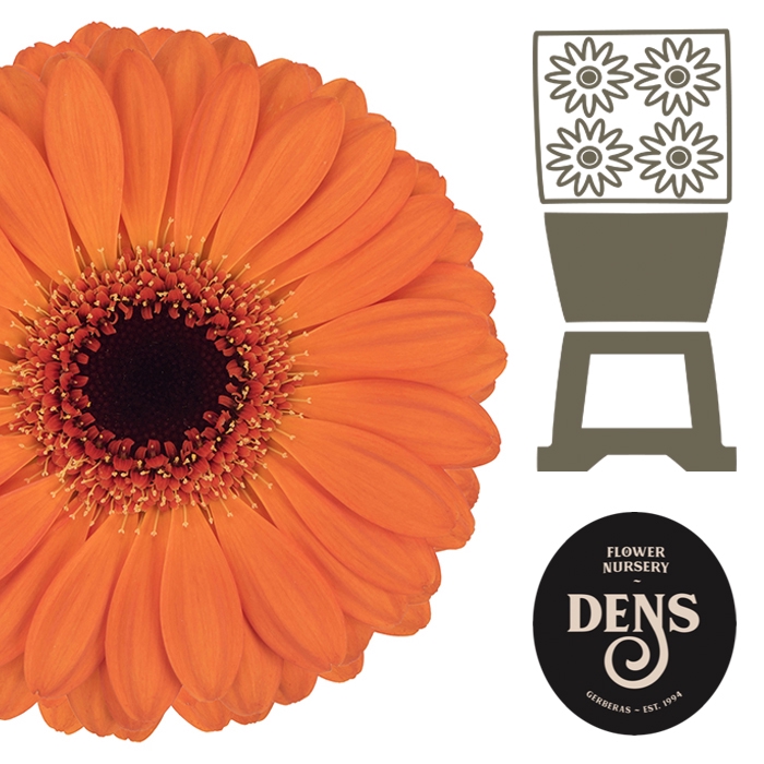 <h4>Germini Allure Diamond</h4>