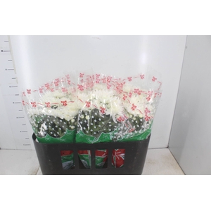 CRISANTEMO P15 BRANCO