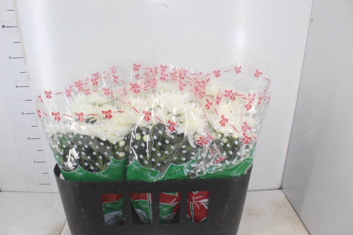 CRISANTEMO P15 BRANCO