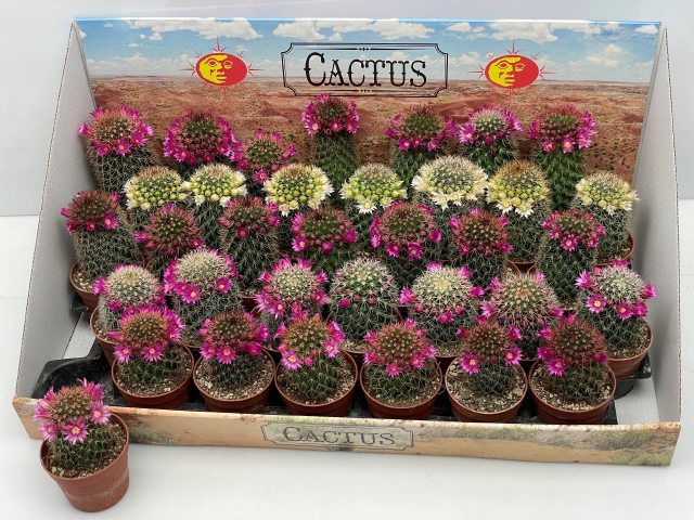 Cactus Flowering 6,5Ø 11cm