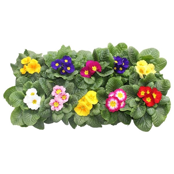 <h4>Primula Acaulis mix Mix</h4>