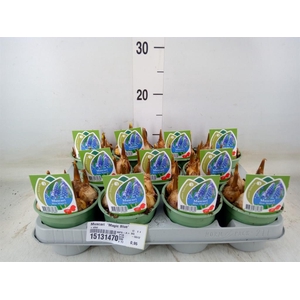 Muscari  'Magic Blue'