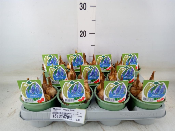 <h4>Muscari 'Magic Blue'</h4>