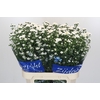 Aster Cassy