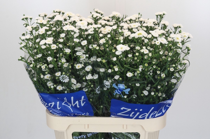 Aster Cassy