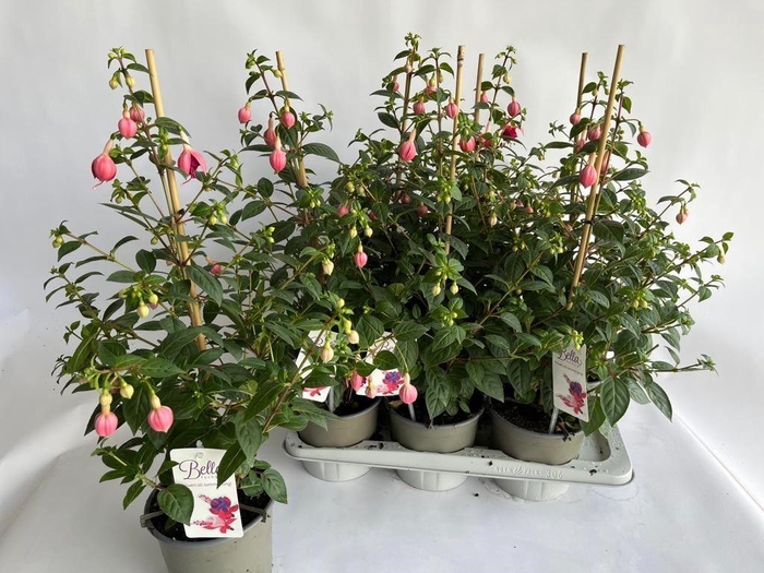 <h4>FUCHSIA PAULA JANE</h4>