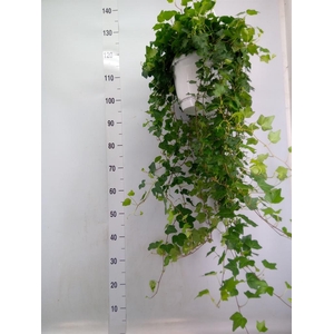 Hedera helix 'Wonder'