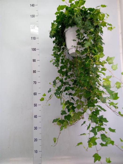 <h4>Hedera helix 'Wonder'</h4>