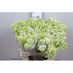 Syr V Mme Fl Stepman 4+