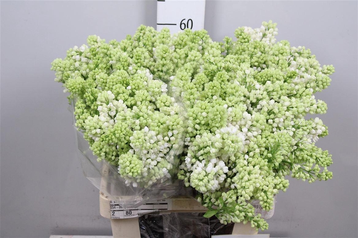 <h4>Syr V Mme Fl Stepman 4+</h4>