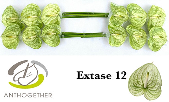 <h4>Anth. andr. 'Extase' x12</h4>