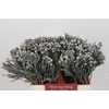 Kaaps Groen Silver Brunia