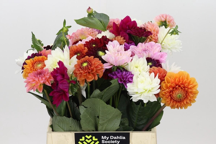 <h4>Dahlia Gemengd in bos</h4>