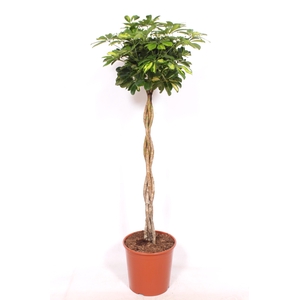 Schefflera Gold Capella