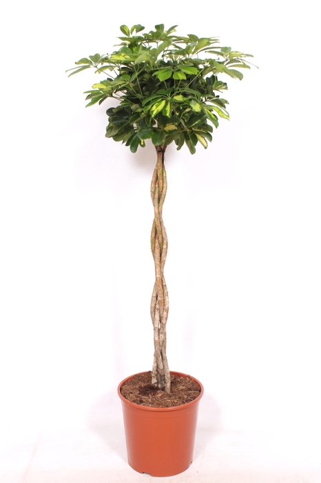 <h4>Schefflera Gold Capella</h4>