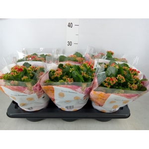 Kalanchoe blos. 'RosDon Justino'