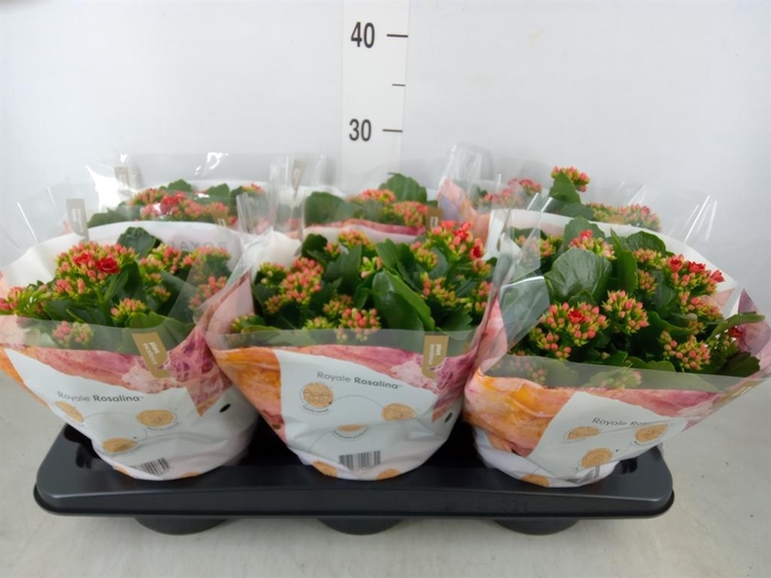 <h4>Kalanchoe blos. 'RosDon Justino'</h4>