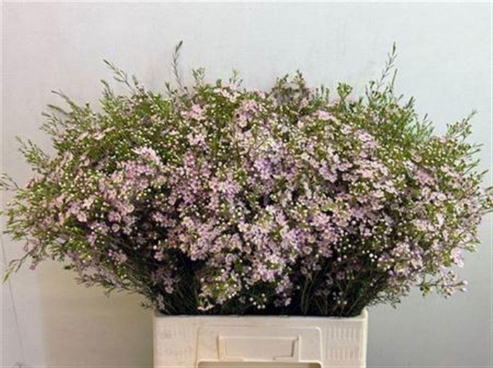 <h4>Chame Un Wendy Rose</h4>