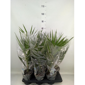 Phoenix canariensis