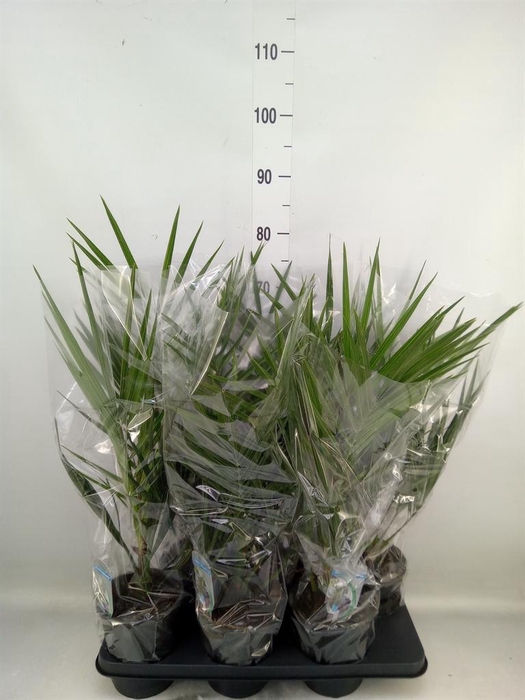 <h4>Phoenix canariensis</h4>