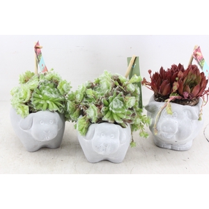 arr4 Semp JS - Cement dieren mix