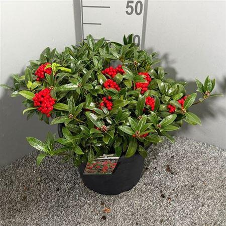 <h4>Skim Japonica</h4>