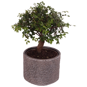 Bonsai Indoor Mix Ø12cm Ball Shape in Ø14cm Ceramic NT566