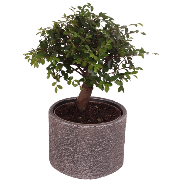 <h4>Bonsai Indoor Mix Ø12cm Ball Shape in Ø14cm Ceramic NT566</h4>