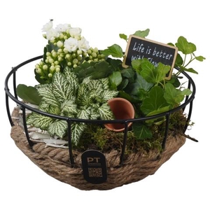PTIB5276 Arrangementen kamerplanten