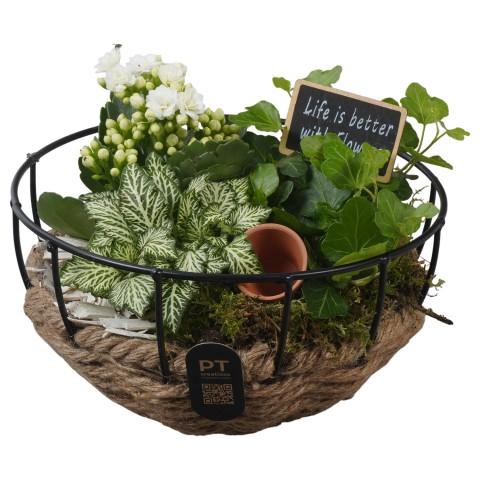 <h4>PTIB5276 Arrangementen kamerplanten</h4>