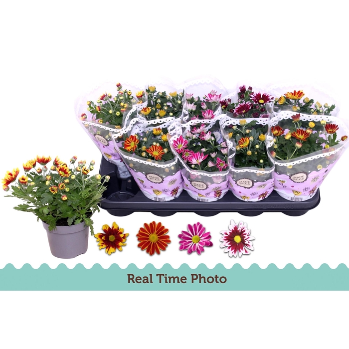 <h4>CHRYS GEM 2 KL BLOEM</h4>