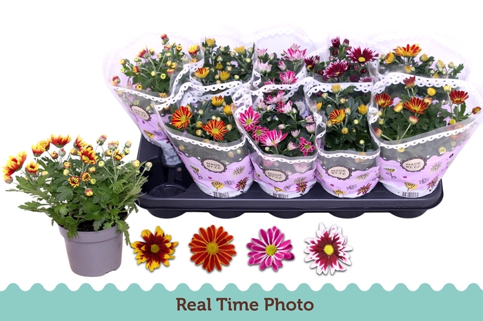 CHRYS GEM 2 KL BLOEM