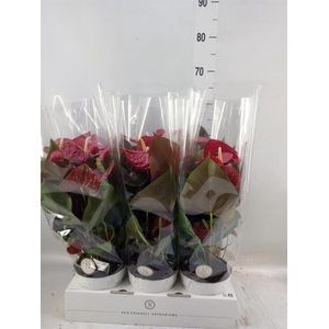 Anthurium andr. 'Coral Champion'