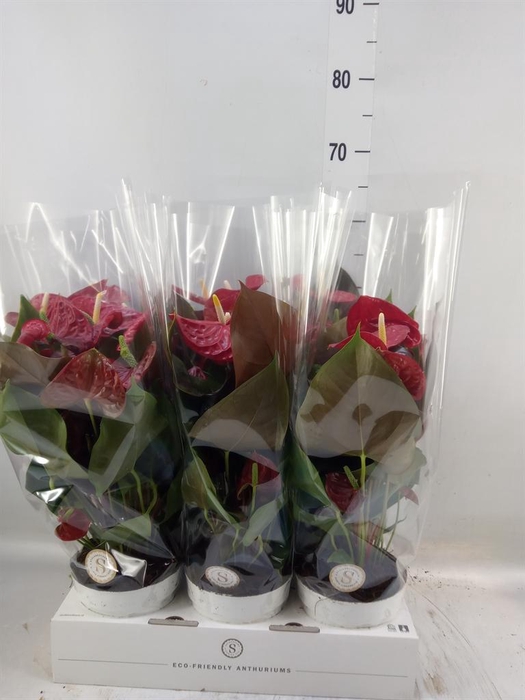 <h4>Anthurium andr. 'Coral Champion'</h4>