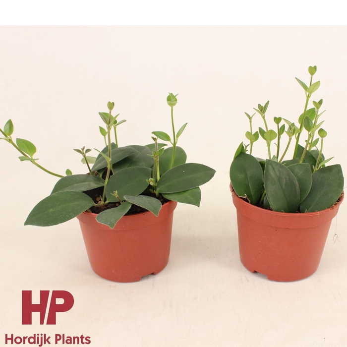 <h4>Aeschynanthus Mona Lisa</h4>