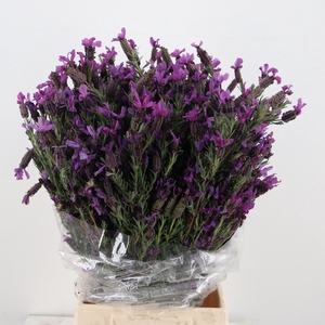 LAVANDULA STOECHAS