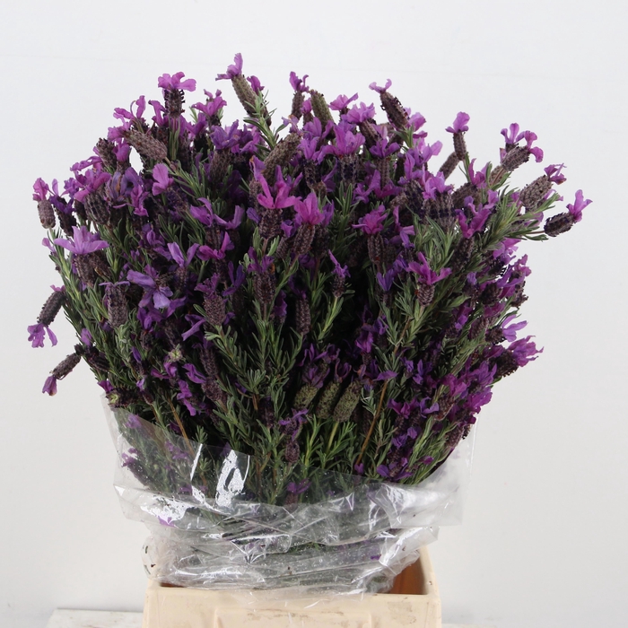 <h4>LAVANDULA STOECHAS</h4>