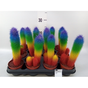 Cactus   ...